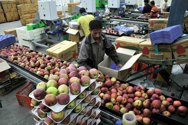 Panel formed by Himachal government to monitor apple prices