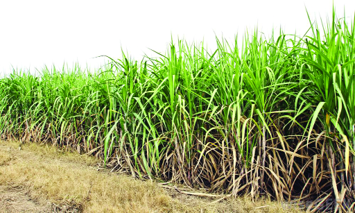 Dues not paid, cane growers to hold dharna from August 8 in Phagwara