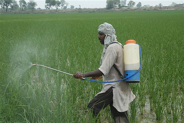 549 pesticide samples fail in 5 years in Haryana, 270 in Punjab, none in Himachal