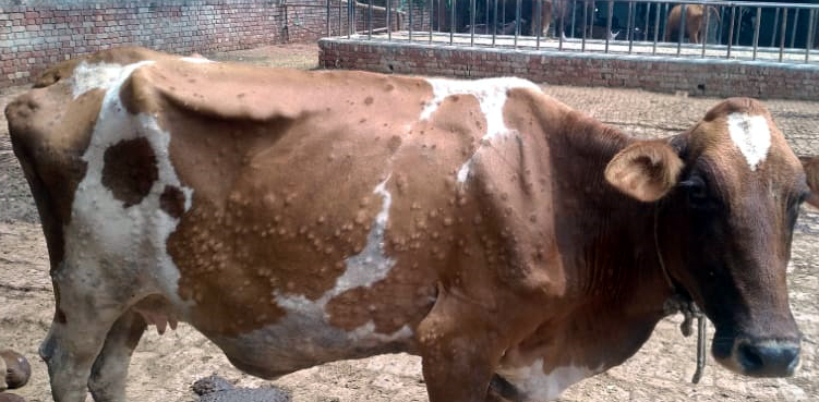  cattle infected with lumpy skin disease in Jalandhar district so far