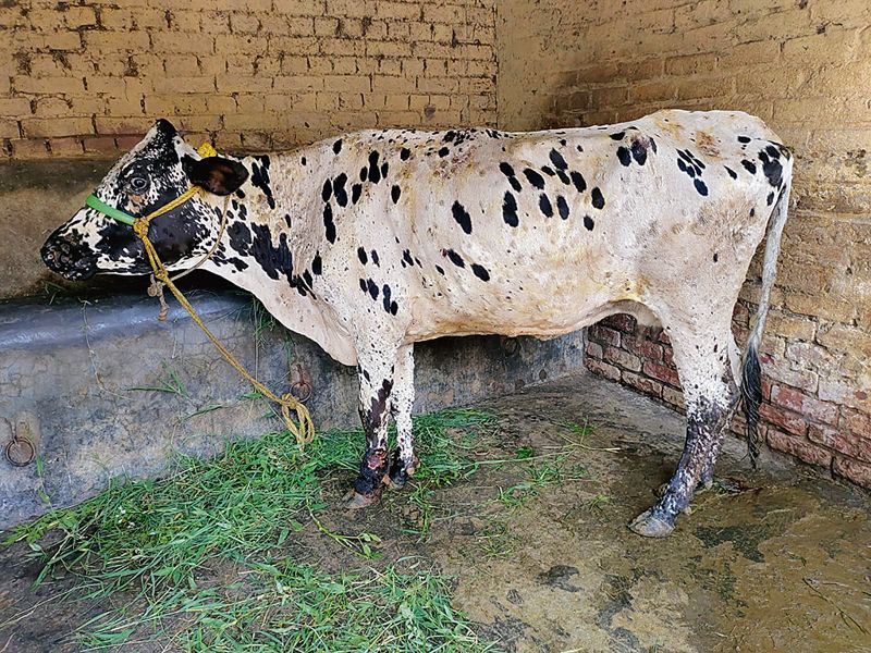 Jammu: Getting no govt aid to deal with lumpy skin disease, say farmers