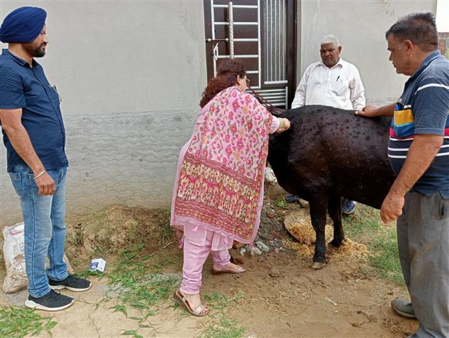 Lumpy skin disease cases cross 1-lakh mark in Punjab, 7,000 cattle dead