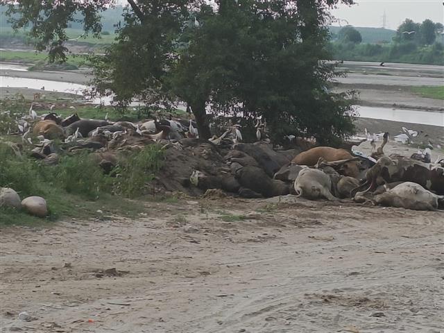 Bury dead cattle or face action: Fatehgarh Sahib DC