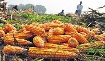 Maize production down 94% in Ludhiana district, finds study