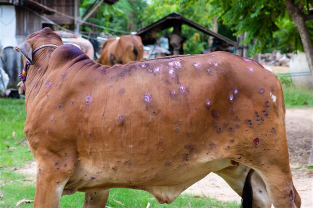 Lumpy skin disease: Over 400 cattle die, 20,000 infected in a month in Punjab