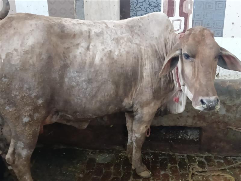 Lumpy skin disease alarm in Yamunanagar, 22 head of cattle dead, 4,705 infected