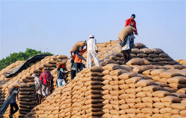Cars, scooters used to transport grains from mandis to godowns in Punjab