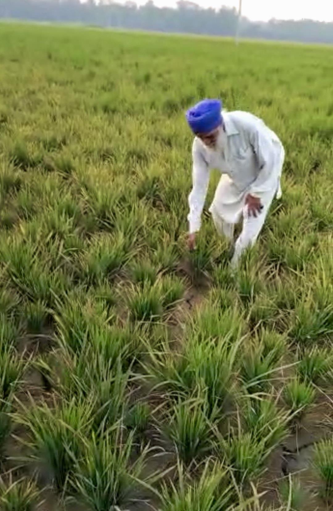 Stunted paddy growth stuns Punjab farming community, experts