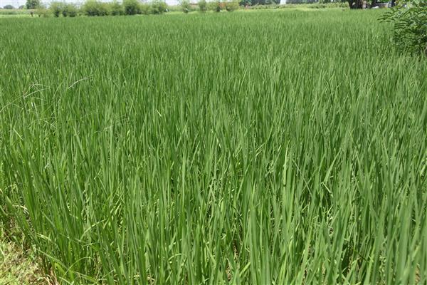 Non-basmati rice sown on 96% area under paddy cultivation in Ludhiana district