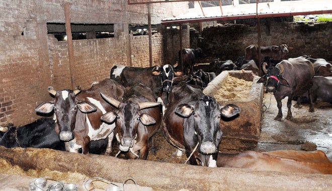 More than 1,200 cattle infected with Lumpy Skin Disease in Ferozepur