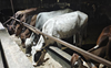 Packed to capacity, lone Chandigarh MC facility stops catching LSD-hit cattle amid rising infection