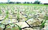 Rain deficit in UP, Bihar, Jharkhand