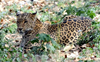 Trap laid to catch leopard spotted in Amlala village