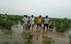 Cotton farmers in Hisar dist have suffered losses: Report