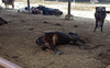Lumpy skin disease: Cow carcasses pile up in Faridkot villages