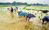 Normal rains likely in Aug, Sept