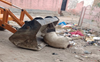 In one week, 500 pig carcasses  found dumped in open in Rohtak