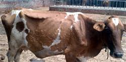 2.7K cattle infected with lumpy skin disease in district so far