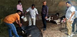 Lumpy skin disease: 25 head of cattle die at Fatahpur Dairy Complex in Amritsar