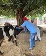 Nearly 6K head of cattle infected, but vaccine eludes many villages