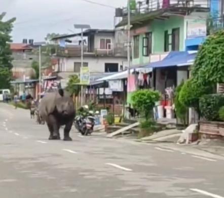 ‘Aap rhino ke ghar me...rhino aap ke ghar me’: Rhinoceros darts through road full of people, netizens castigate humans razing their habitat