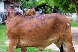 Lumpy skin disease: 17L cattle vaccinated in Haryana
