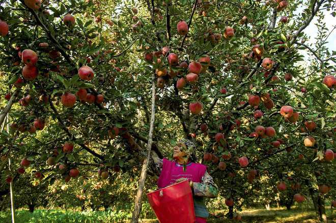Orchards to cover 6,000 ha in Kangra, Solan, Bilaspur