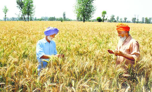 Muktsar: No compensation, farmers threaten to intensify stir