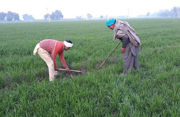 No funds for rodenticides, Bathinda farmers stare at crop loss