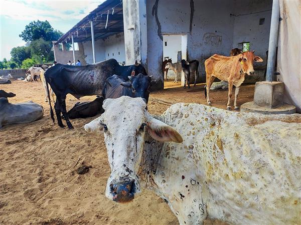 Lumpy disease: UP government bans cattle trade with 4 states; restricts movement of animals in some districts