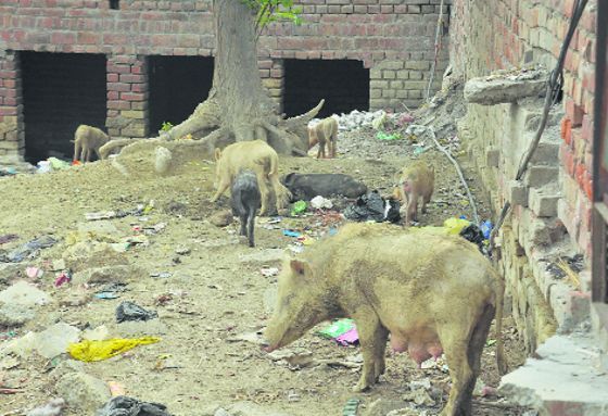 African swine fever cases reported in Ambala