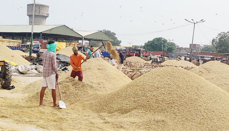 Basmati harvest picks up pace, 1.57 lakh MT reaches mandis in Amritsar