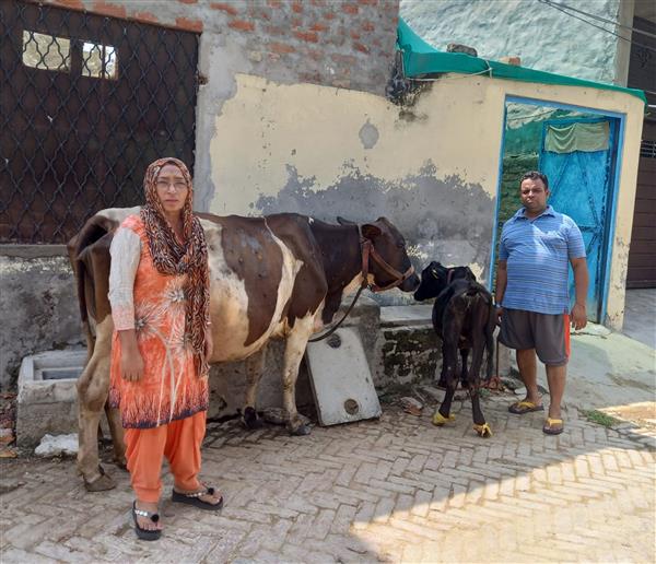 Jalandhar: LSD hits small dairy farmers, milk output & income down