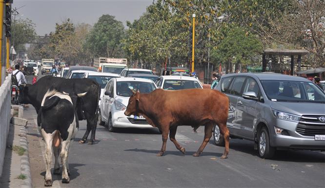Stray animals 'biggest reason' for road mishaps