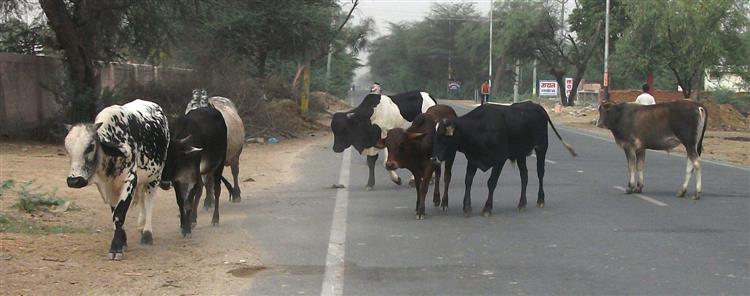 Spread of LSD in stray cattle in Punjab worrying: Official