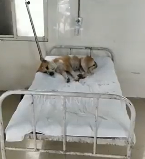 Video of dog on MP hospital bed goes viral; ‘worrisome health system’ says Cong