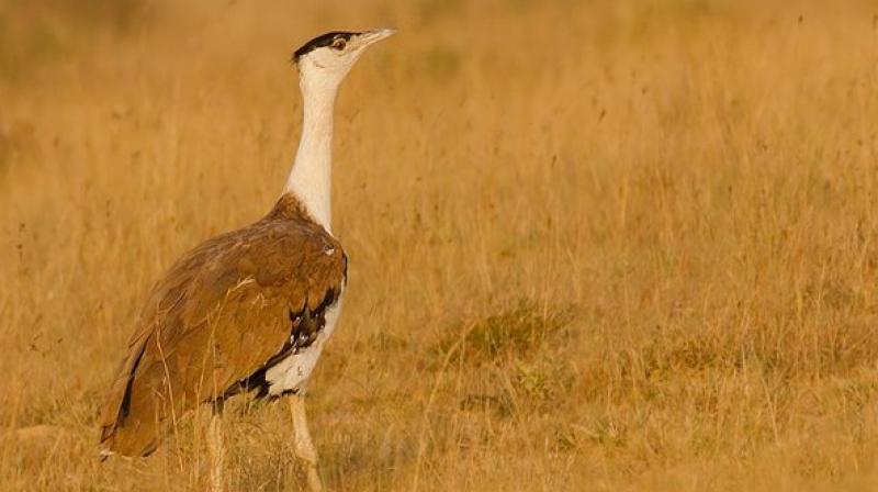 UAE to protect bustards in India, its royals hunt these in Pakistan