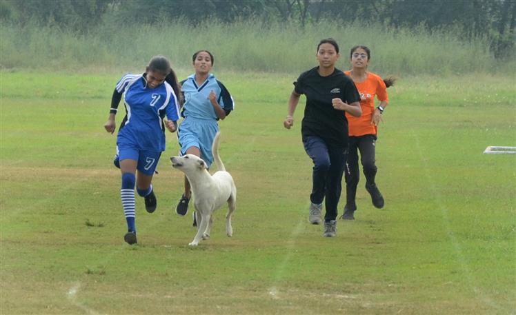 Stray dog runs on track during contest in Jalandhar, chases participants
