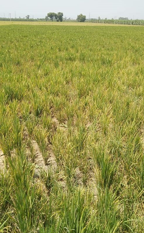 Dwarf disease observed in paddy crop over 34,000 hectares in Punjab
