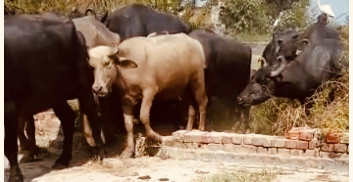 Residents irked over stray cattle nuisance