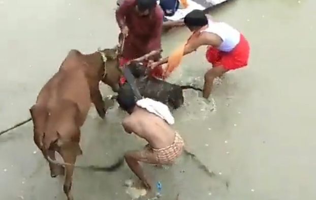 Video: In another dog attack, Pitbull bites cow in Kanpur