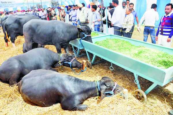 Mansa: Farmers, cops come face to face over reopening of cattle market
