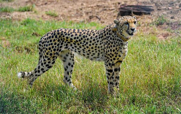 Cheetahs from Namibia soak in ambience of new home in India, appear to be at ease after initial hesitation