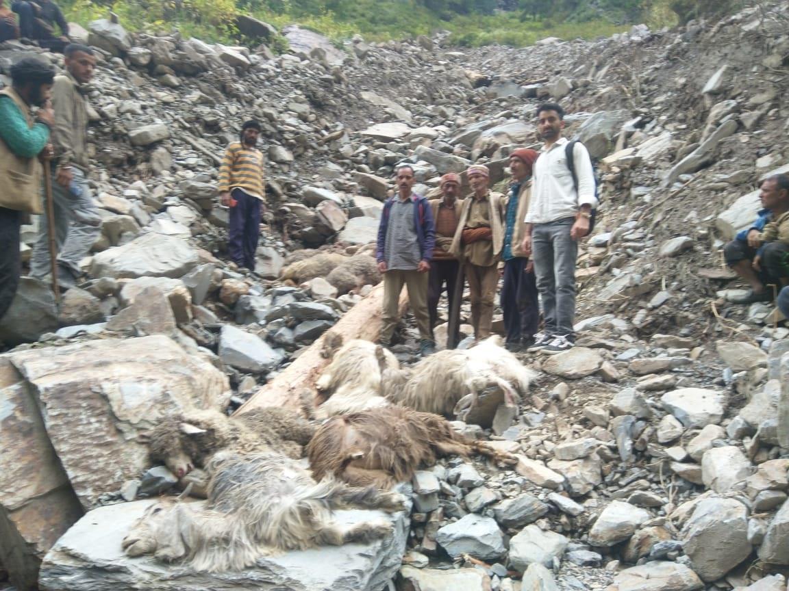 55 sheep, goats buried in Chamba landslide