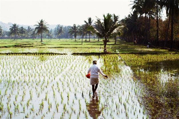 India’s rice production may fall 6 pc to 104.99 million tonnes in kharif season of 2022-23
