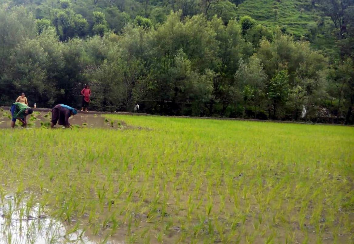 Hit by disease, paddy yield may fall by 10% in Himachal Pradesh