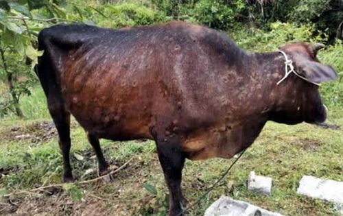 38K animals hit by lumpy skin disease in J&K