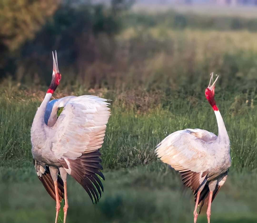 Sarus cranes find permanent home in Keshopur wetland in Gurdaspur