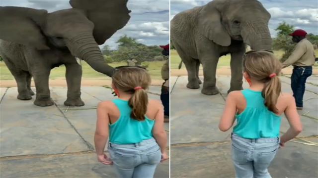 Watch: Elephant waves its flappy ears as it tries to imitate little girl's dance moves