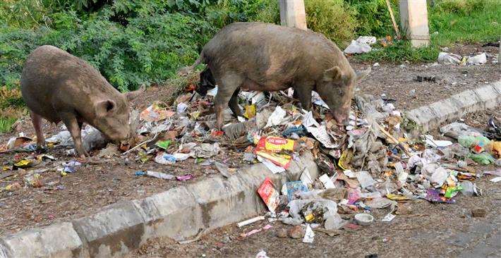 African swine fever: Over 480 pigs culled in Patiala district